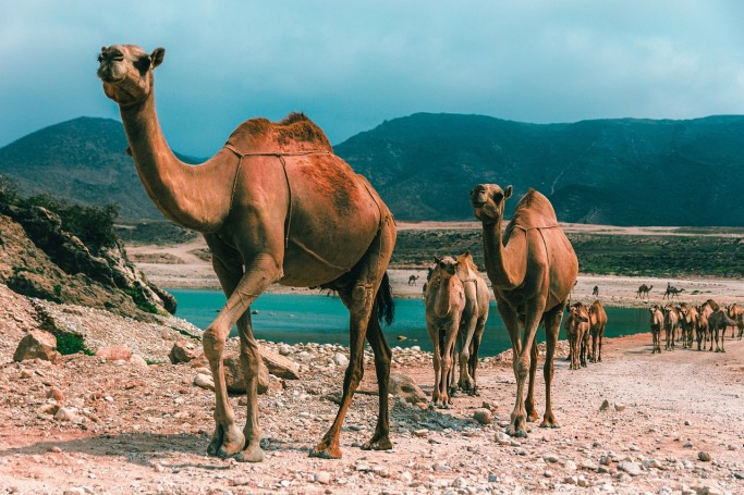 Oman-Złote wrota pustyni